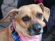 Jemma is a 4-year-old Dachshund mix. She is affectionate and loving once you give her a few minutes of attention. Jemma enjoys walks in the park or a quiet evening cuddled up with you on the sofa watching your favorite shows. If you would like to meet