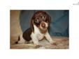 Price: $1200
This advertiser is not a subscribing member and asks that you upgrade to view the complete puppy profile for this Dachshund, and to view contact information for the advertiser. Upgrade today to receive unlimited access to NextDayPets.com.