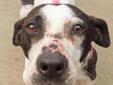 Little Savannah is a Dachshund and Pit bull mix- yes, you read that right, Dachshund and pit! She's a small girl with a long body and a true lap dog. She gets along fine with other dogs and cats, but would be just as happy as the only animal in the house