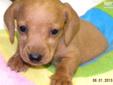 Price: $550
This advertiser is not a subscribing member and asks that you upgrade to view the complete puppy profile for this Dachshund, Mini, and to view contact information for the advertiser. Upgrade today to receive unlimited access to