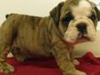 Price: $1600
Outgoing, loving, healthy female brindle & white english bulldog; AKC registered and comes with a pedigree, microchip, current vaccinations, and a one year health guarantee; shipping is available for an additional $300; please call or