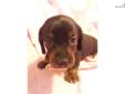 Price: $375
Daisy is a black and brindle miniature dachshund. Daisy loves playing with her brothers and sisters. She is really good around small children. She was raised on our loving farm outside Cincinnati Ohio. She can be shipping anywhere in USA with