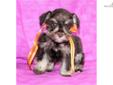 Price: $1600
www.Lucky7Schnauzers.com Dakota is a beautiful toy/tcup schnauzer! She is a liver and tan and going to be either supercoated or megacoated baby. She will be an excellent family dog or one person dog and willing to share her love with anyone