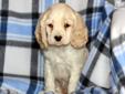 Price: $325
This playful Cocker Spaniel puppy is looking for his forever home. He is ACA registered, vet checked, vaccinated, wormed and health guaranteed. This adorable puppy will make a great companion. Please contact us for more information or check