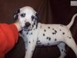 Price: $700
I have beautiful black spotted Dalmatians. Papers, shots, wormed and dew claws removed. Ready to go now at 8 weeks old. $700 each.
Source: http://www.nextdaypets.com/directory/dogs/958dcb80-44a1.aspx