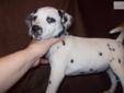 Price: $700
I have beautiful black spotted Dalmatians. Papers, shots, wormed and dew claws removed. Ready to go now at 8 weeks old. $700 each.
Source: http://www.nextdaypets.com/directory/dogs/80e8cf7e-2c51.aspx