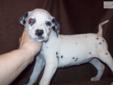 Price: $700
I have beautiful black spotted Dalmatians. Papers, shots, wormed and dew claws removed. Ready to go now at 8 weeks old. $700 each.
Source: http://www.nextdaypets.com/directory/dogs/d05c34ee-13b1.aspx