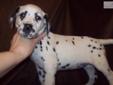Price: $700
I have beautiful black spotted Dalmatians. Papers, shots, wormed and dew claws removed. Ready to go now at 8 weeks old. $700 each.
Source: http://www.nextdaypets.com/directory/dogs/4e443d6b-3dc1.aspx