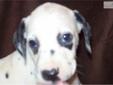 Price: $700
I have beautiful black spotted Dalmatians. Papers, shots, wormed and dew claws removed. Ready to go now at 8 weeks old. $700 each.
Source: http://www.nextdaypets.com/directory/dogs/822442c4-3321.aspx