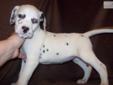 Price: $700
I have beautiful black spotted Dalmatians. Papers, shots, wormed and dew claws removed. Ready to go now at 8 weeks old. $700 each.
Source: http://www.nextdaypets.com/directory/dogs/485952fd-d461.aspx
