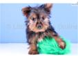 Price: $450
Dandy is an ADORABLE and LOVABLE male Yorkie!!! He is very playful but also loves to cuddle up on your lap!! He is up to date on his shots and dewormings. Dandy also comes with a one year health warranty. He would love to be part of your