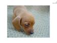 Price: $400
Sold No puppies. Remove add please
Source: http://www.nextdaypets.com/directory/dogs/62845597-41c1.aspx