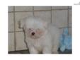 Price: $600
This little male has a soft, silky coat that draws the hand to touch and caress him. Full of spunk, playfulness and tons of puppy kisses to capture the heart of anyone! Will make a great addition to your family, with years of love and