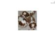 Price: $1250
This advertiser is not a subscribing member and asks that you upgrade to view the complete puppy profile for this Cavalier King Charles Spaniel, and to view contact information for the advertiser. Upgrade today to receive unlimited access to