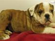 Price: $1600
Outgoing, loving, healthy female brindle & white english bulldog; AKC registered and comes with a pedigree, microchip, current vaccinations, and a one year health guarantee; shipping is available for an additional $300; please call or
