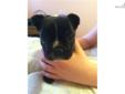 Price: $1600
This advertiser is not a subscribing member and asks that you upgrade to view the complete puppy profile for this French Bulldog, and to view contact information for the advertiser. Upgrade today to receive unlimited access to