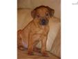 Price: $800
This advertiser is not a subscribing member and asks that you upgrade to view the complete puppy profile for this Rhodesian Ridgeback, and to view contact information for the advertiser. Upgrade today to receive unlimited access to