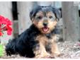 Price: $400
This Yorkie puppy has a great disposition and will melt your heart. She is ACA registered, vet checked, vaccinated, wormed and comes with a 1 year genetic health guarantee. You will not be disappointed with this adorable puppy. Please contact
