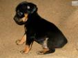 Price: $450
Super-handsome black/tan male Carlin Pinscher pup. This little guy has very good markings and conformation, and a wonderful personality. All pups are vet checked and current on vaccinations at weaning. They are socialized with people, cats and