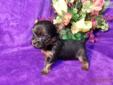 Price: $2000
DARLIN IS A VERY TINY MICRO TEACUP FEMALE YORKIE. SHE IS CHARTING AT JUST UNDER 3#. SHE WAS BORN 4/15/13. SHE WILL NEED TO STAY HERE TILL SHE IS 12 WEEKS MAYBE OLDER. THAT WOULD BE AROUND 7/12/13. SHE HAS CKC REGISTATION, VET CHECKED, SHOTS