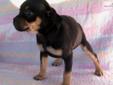 Price: $400
Lovely black/tan female Carlin Pinscher pup. This pretty girl has had her vet check and first vaccinations, and is ready for her forever home.
Source: http://www.nextdaypets.com/directory/dogs/c1403f8a-e531.aspx
