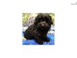 Price: $600
***Puppies now Available*** See Available and Updated pictures at www.jacokennel.com OR CALL 918-456-6731 -- 1ST GENERATION MALTI-POOS. Our Malti-poo will weigh about 7 - 8 lbs when full grown. Sweet and loving temperament and well socialized