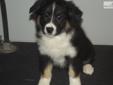 Price: $750
This advertiser is not a subscribing member and asks that you upgrade to view the complete puppy profile for this Australian Shepherd, and to view contact information for the advertiser. Upgrade today to receive unlimited access to
