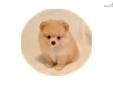 Price: $1600
Baydon is a gorgeous cream/light apricot colored boy. Absolutely adorable teddy bear expression with great headset and conformation. Lush thick coat coming in with beautiful light shading and truly a sweet little creature. Weight at 5 weeks: