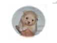 Price: $1800
Tad is a darling little cream/light orange male. Adorable little ball of fluff .such a beautiful color and nice thick coat on this guy. Weight at 2 weeks: 8 3/4 oz. Currently charting to be about 4 lbs at maturity. AKC Registration, the