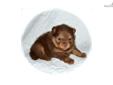 Price: $2000
Taffy is an extraordinary chocolate and tan girl. Very rare to see the black & tan pattern in a chocolate. She is just beginning to get her coat and will be incredible in a few weeks. Weight at 3 weeks: 20 oz. Stunning girl and such a