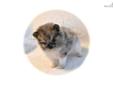 Price: $3000
This little guy is SO gorgeous. There are just no words to describe how cute Tazzy is. He is a gorgeous blue merle male pup with silver and gold shading and a solid white underbody and tail. This boy has show potential. Great