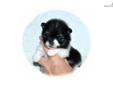 Price: $2500
Thor is a stunning tri-color black & white parti with tan cheeks .incredibly gorgeous. Precious expression and beautiful headset on this little guy. Have you ever seen a cuter face??? His coat is coming in with a fury and he is getting so