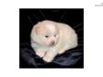Price: $1600
Rani is our beautiful cream/ice white parti boy. He is mostly ice white with some cream shading on his head....gorgeous thick coat. Sweet little teddy bear face and very laid back so far....just starting to get some personality. Parents are