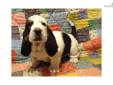 Price: $800
Our puppies are home raised, bred for soundness, beauty and temperment. Our puppies are raised as family pets.We DO NOT sell to pet stores, puppy mills or brokers.They are giving lots of love and special attention.
Source: