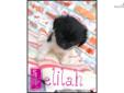 Price: $650
Delilah is a little black and white female peek a poo. She is a mix with pekingese and poodle! She currently weighs 1.04 pounds and is full of energy! She is ready to find her furrever home! She is up to date on her vaccinations, micro