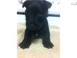 Price: $600
This advertiser is not a subscribing member and asks that you upgrade to view the complete puppy profile for this Scottish Terrier, and to view contact information for the advertiser. Upgrade today to receive unlimited access to
