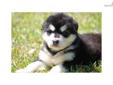 Price: $1250
This is Zhara's stunning black and white, wooly girl, Demi. Zhara, the mother, is a beautiful black and white wooly girl weighing 128 pounds. Rage, the father, is a gorgeous, red and white wooly male weighing 130 pounds. This litter is the