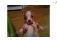 Price: $300
This advertiser is not a subscribing member and asks that you upgrade to view the complete puppy profile for this Chihuahua, and to view contact information for the advertiser. Upgrade today to receive unlimited access to NextDayPets.com. Your