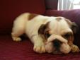 Price: $2300
This advertiser is not a subscribing member and asks that you upgrade to view the complete puppy profile for this English Bulldog, and to view contact information for the advertiser. Upgrade today to receive unlimited access to