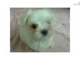 Price: $900
This advertiser is not a subscribing member and asks that you upgrade to view the complete puppy profile for this Maltese, and to view contact information for the advertiser. Upgrade today to receive unlimited access to NextDayPets.com. Your