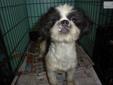 Price: $200
This advertiser is not a subscribing member and asks that you upgrade to view the complete puppy profile for this Japanese Chin, and to view contact information for the advertiser. Upgrade today to receive unlimited access to NextDayPets.com.