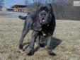 Price: $3500
This advertiser is not a subscribing member and asks that you upgrade to view the complete puppy profile for this Neapolitan Mastiff, and to view contact information for the advertiser. Upgrade today to receive unlimited access to