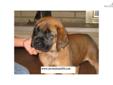 Price: $2000
This advertiser is not a subscribing member and asks that you upgrade to view the complete puppy profile for this Mastiff, and to view contact information for the advertiser. Upgrade today to receive unlimited access to NextDayPets.com. Your