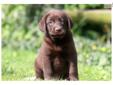 Price: $550
This attractive Chocolate Lab puppy has a great personality and will make a loyal companion. He is ACA registered, vet checked, vaccinated, wormed and comes with a 1 year genetic health guarantee. This puppy is well socialized and active.
