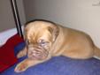Price: $1000
This advertiser is not a subscribing member and asks that you upgrade to view the complete puppy profile for this Dogue De Bordeaux, and to view contact information for the advertiser. Upgrade today to receive unlimited access to