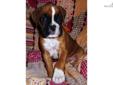 Price: $1500
Love, love, love this little girl named "DIANA" She is one incredible Boxer puppy! Diana is beautifully built, has a fantastic head on her, perfect profile, nice square bocy, great boning, and a personality to die for! DIANA EXUDES QUALITY