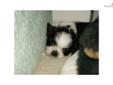 Price: $425
Cutie little fluff ball. Black & White. CKC Female Spayed inclusive. $100.00 Deposit Must see!
Source: http://www.nextdaypets.com/directory/dogs/c08405a3-86b1.aspx