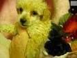 Price: $300
Toy Poodle, APR registered, short legged, Sweet and loving.
Source: http://www.nextdaypets.com/directory/dogs/e4817ff0-31f1.aspx