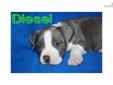 Price: $800
This advertiser is not a subscribing member and asks that you upgrade to view the complete puppy profile for this American Staffordshire Terrier, and to view contact information for the advertiser. Upgrade today to receive unlimited access to