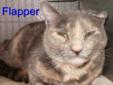 Flapper is a 7-yrs young female - a dilute tortie who is front-declawed. Due to a dirvorce, Flapper is losing her home. She is a medium haired tortie with muted colors. She has an ear infection earlier in her life that required a stent that caused a
